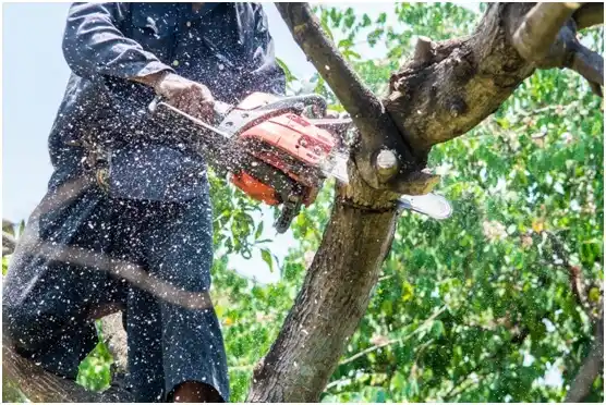 tree services East York